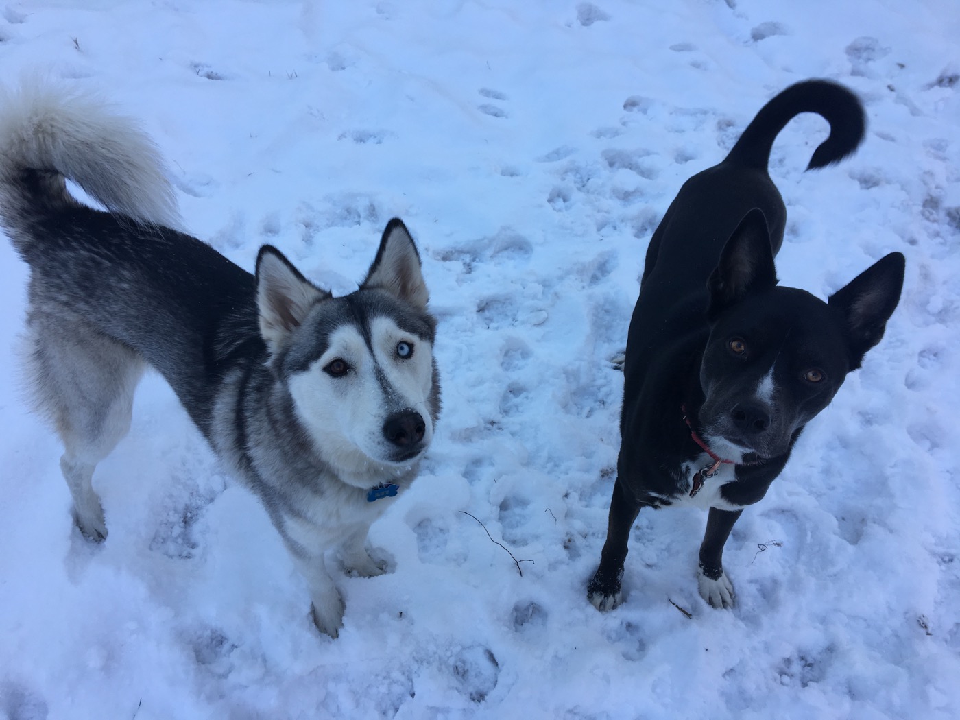 Rey and Niko